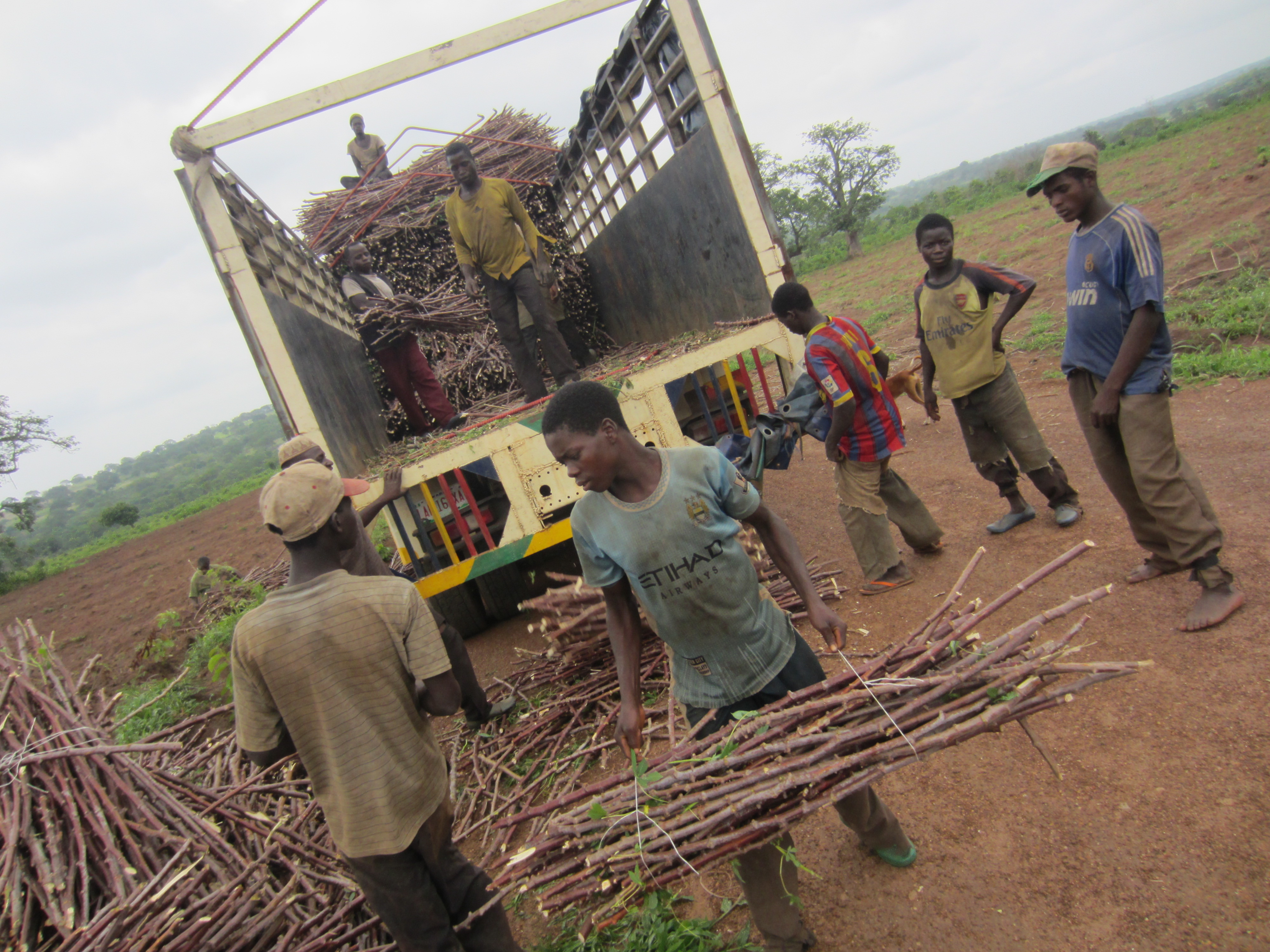 Cassava unloading